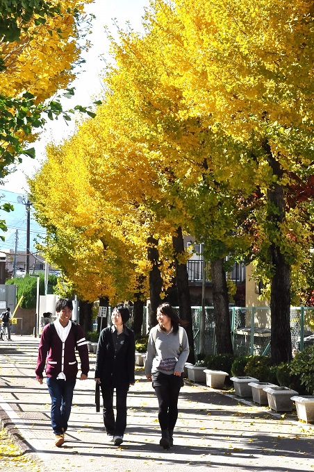 通学路の銀杏並木と学生